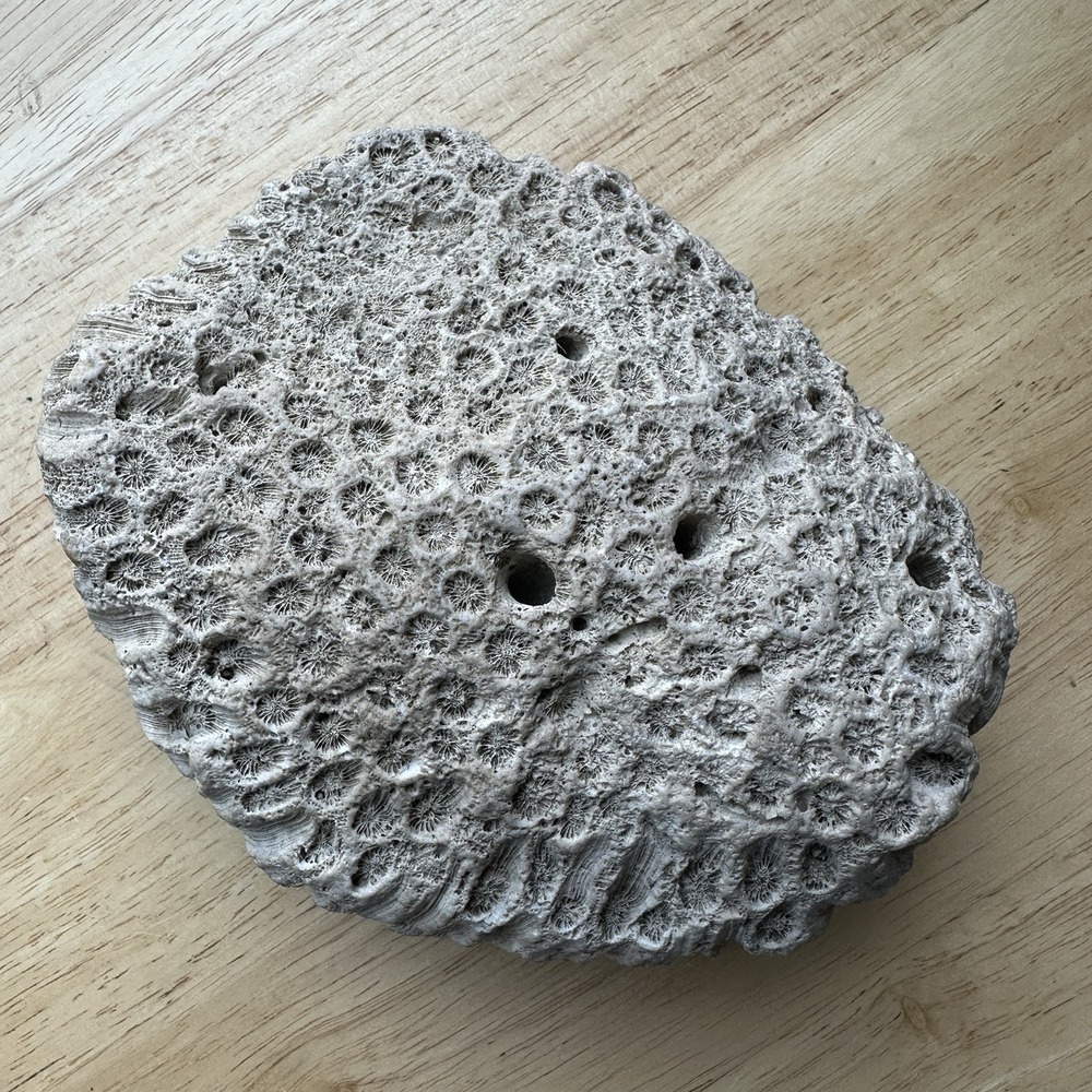 Fossil Coral Colony Specimen 5.5" Detailed Tarrant County Texas Creek Find 42 oz - Picture 7 of 11